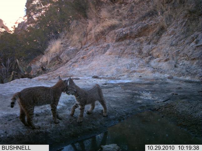 THESE TWO YOUNG BOB CATS CAME TO THE WATER HOLE AND LIKE ALL YOUNG CATS, STARTED PLAYING AND ATTACKING EACH OTHER. AFTER PLAYING AROUND FOR ALMOST 20 MINUTES, ON THE LAST SHOT BEFORE LEAVING THE WATER HOLE, THEY GAVE EACH OTHER A LITTLE HUG AND MADE UP.