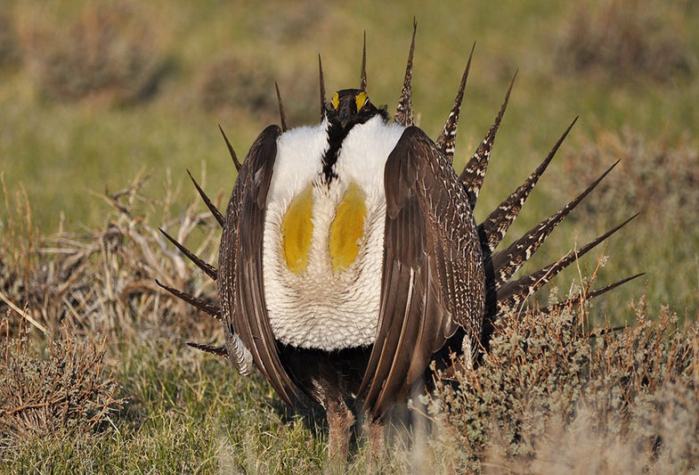 sage grouse, grouse, coalition, congress, politics, parties, agree, conservation