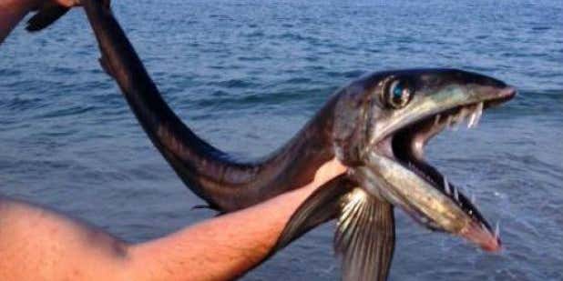 Rare Fish Species Found On North Carolina Beach