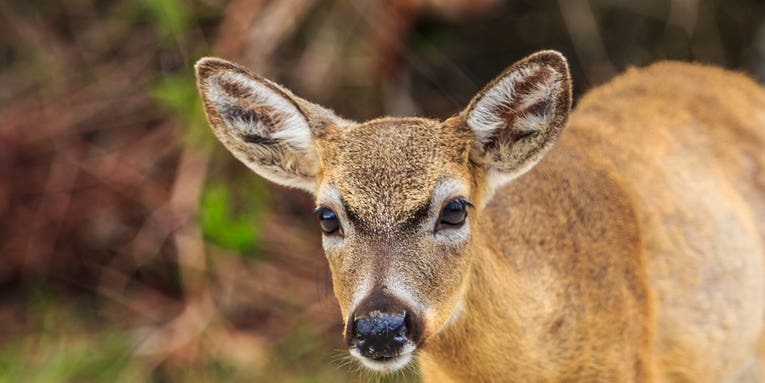 Parasite Outbreak Threatens Endangered Florida Keys’ Deer