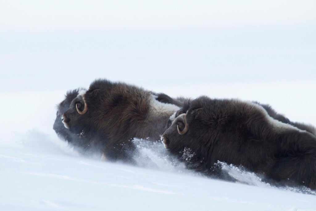 Photographer Don Jones spent three days in subzero temperatures trying to get a glimpse of these musk oxen. "It was incredibly cold," Jones says. "My eyelids froze shut twice." In late February, the middle of a limi-ted hunting season for these animals, they were particularly alert to humans in the area. "I parked my snowmobile a ways off and hiked closer, because the sound freaks them out." These four oxen were part of a herd of 30 that included three mature bulls, which Jones kept a close eye on. "I watched for pawing and head shaking," he says, agitated behavior that may indicate their intent to charge. Males are about 5 feet high at the shoulder and weigh 600 to 800 pounds. "I'd be nailed."<br />
<strong>Location:</strong> Bering Sea Coast, Alaska<br />
<strong>Issue:</strong> December/January, 2010<br />
<em>Photo by Donald M. Jones</em>