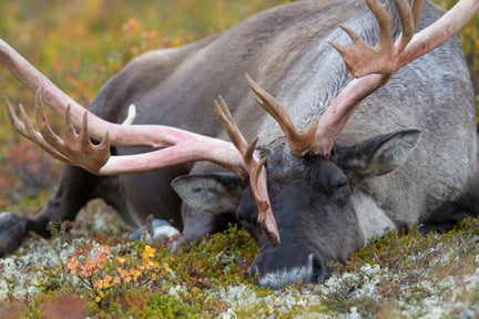 On a trip to photograph Alaskan wildlife in August, Don Jones was one of several photographers tracking this 400-inch bull caribou. He finally captured it on film after eight days of searching. "Even with his big rack, he would disappear like a ghost," says Jones, who was the only photographer in the area to find the bull. He caught up with the 'bou as the animal was resting in bearberries and lichens after feasting on giant mushrooms in the brush. "I'd be resting my head, too, if I were carrying that much on it," he says.<br />
<strong>Location:</strong> Central Alaska<br />
<strong>Issue:</strong> August, 2010<br />
<em>Photo by Donald M. Jones</em>