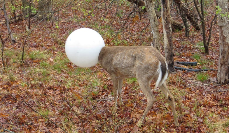 deer rescue, deer stuck in light, deer, plastic light globe,