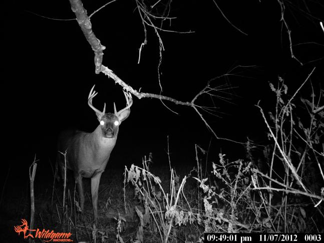 i have been tracking this whitetail buck since october when he first appered on my trail cam, unfortunately he hasnt came close to my stand yet