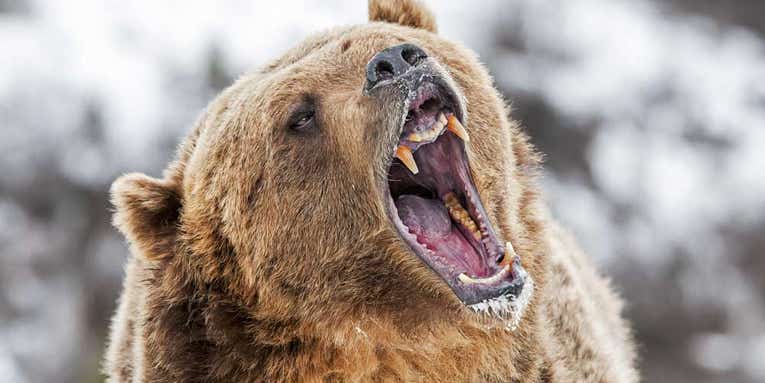 Prudent Cartridges for Grizzly Bear Hunting
