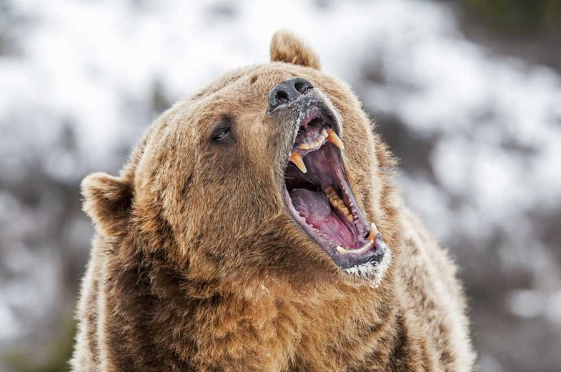 grizzly bear showing teeth