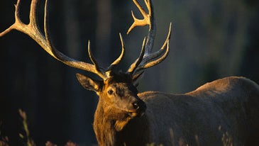 Elk Death Answers