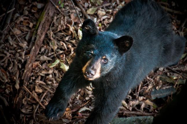 This beautiful PA black bear cub gave some serious thought to joining me in my tree stand during an archery whitetail hunt in Dushore, Pa. His curiosity gave me just enough time to grab my camera and fire off this 'shot'. He quickly joined his sister in a nearby tree and we three hunted out the evening together.