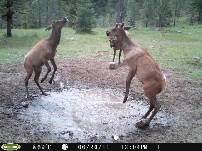 It is common to see the cow elk do this, but I have seen numerous yearling bulls doing it this spring.