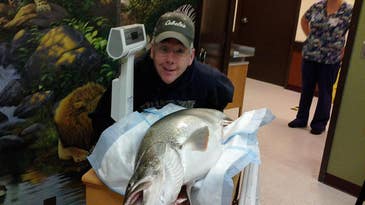 Angler Weighs Potential Washington Record Trout on Hospital Scale