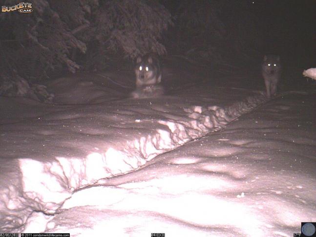A pair of wolves caught on camera using on old logging road near Condon, MT. A herd of elk was caught on camera 45 min ahead of them.