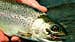 How and Why to Fish for Headwater Trout in the Spring