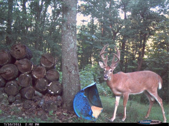 Caught this unique buck on the trail cam close to my house. We feed them during the summer and it is fun to watch the bucks develop there antlers from year to year. This guy was a surprise we he showed up a couple of weeks ago.