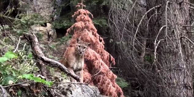 Hikers Walk Right Into Mountain Lion’s Ambush