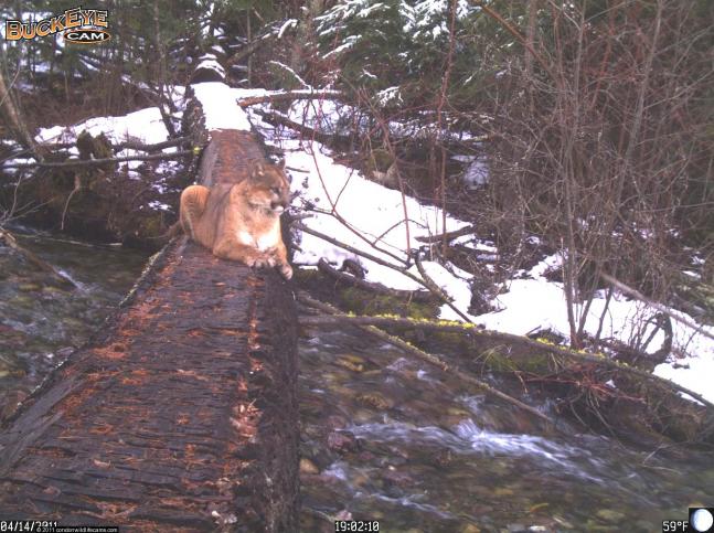 This mountain lion taking a break over a stream in Condon, MT.