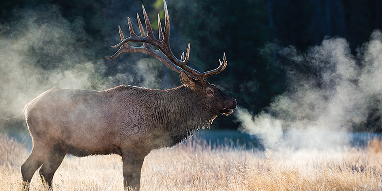 The New Bull: 7 Elk Hunting Experts On Cutting Edge Tips and Tactics