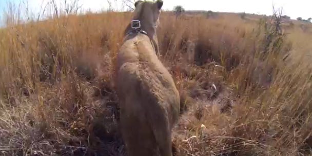 Video: A Lion’s-Eye View of the Hunt