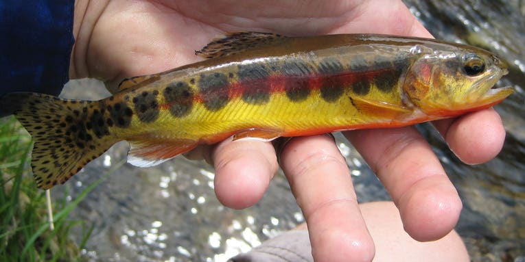 Golden Trout Rescued from Remote Creek in California
