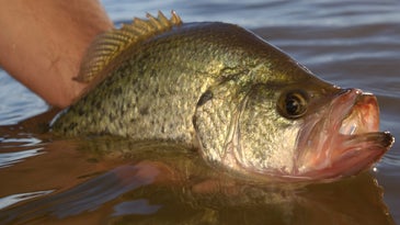 Crappie Redux: Secrets for Catching Fall Slabs