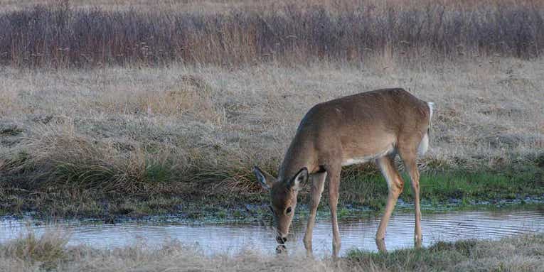 Study: Researchers Pioneer a Quicker and More Effective Method of Detecting CWD