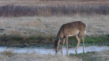 Study: Researchers Pioneer a Quicker and More Effective Method of Detecting CWD