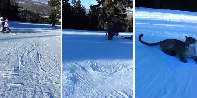 Video Shows Mountain Lion on a Ski Slope—Sort Of
