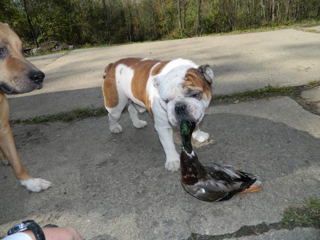Jack, the bulldog, decided he was going to try his hand in retrieving ducks as I cleaned the other ducks I had taken that morning