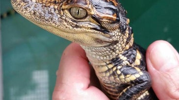 Baby Alligator, Turtles Stolen from Florida Wildlife Sanctuary