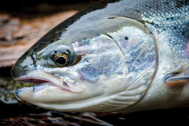 Salmon & Steelhead Fishing photo