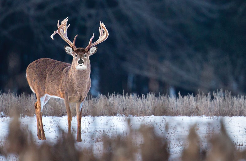Superbucks: Five Legendary Deer and How to Tag Them