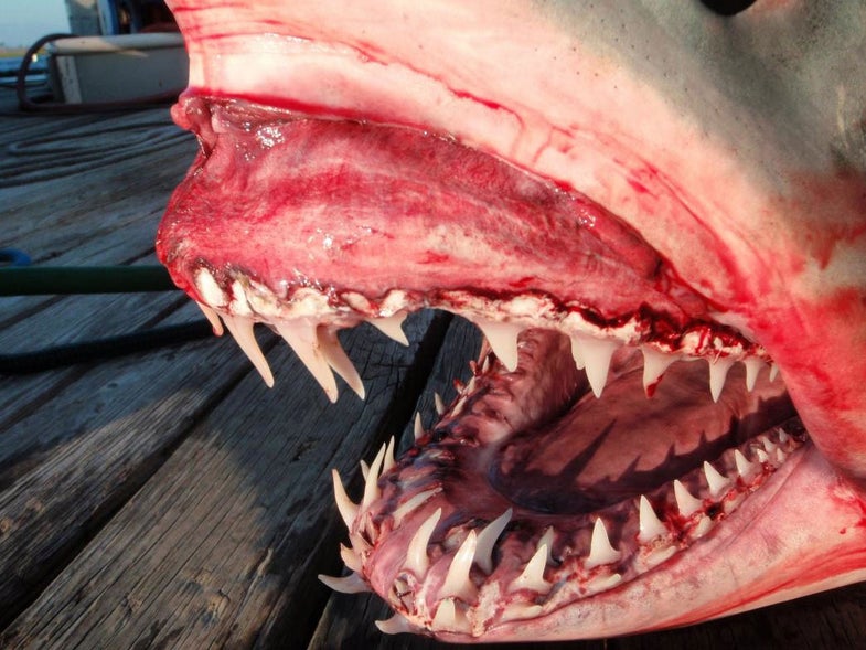 Brackett took his 418-pound Mako on a trip with Knowlton off the coast of California in early August.