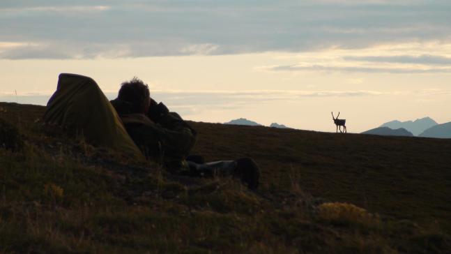 You never know what you will find when you summit a 4000 foot mountain in search of Dall Sheep. This curious caribou checks out Austin Manelick and he glasses for Dall Sheep. Find this picture and more at www.missionak.com