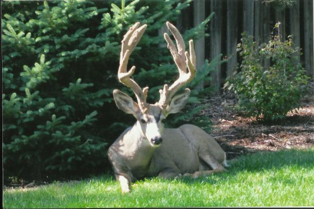 this is a young buck with real potential,as long as he stays in the city limits.
