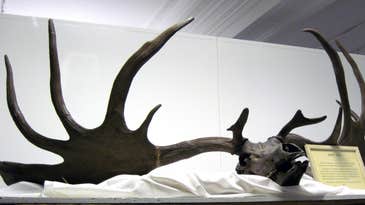 Giant Ice-Age Elk Antlers Up For Auction