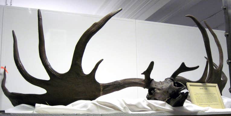 Giant Ice-Age Elk Antlers Up For Auction