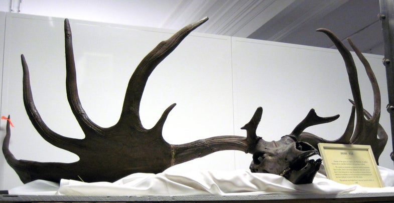 The Irish elk has been extinct for 11,000 years. Their massive, fossilized racks are a rare find, and are usually discovered in bogs in Ireland, giving them their name.