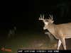 Rutting buck in back yard!!!