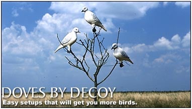 Doves By Decoy Field Stream