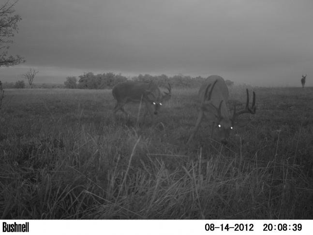 I've been watching these bucks all summer, along with several others. I hope to take the big ten pointer during the opening week of the Missouri archery season in September.