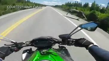 Video: Canadian Motorcyclist and Hunter Nearly Collides With Moose