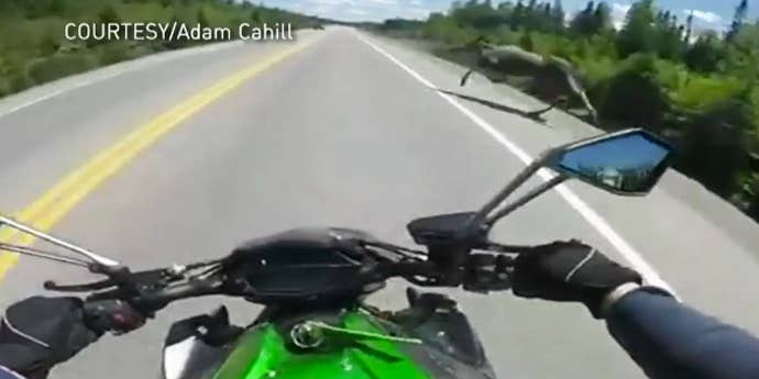 Video: Canadian Motorcyclist and Hunter Nearly Collides With Moose