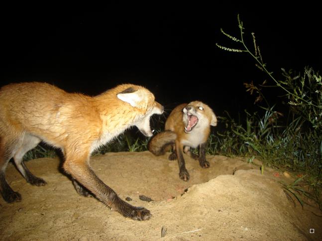 I had my camera on this fox den for three months and caught lots of action.