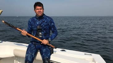 Make a Stab: Spearfishing for Striped Bass in New York Harbor