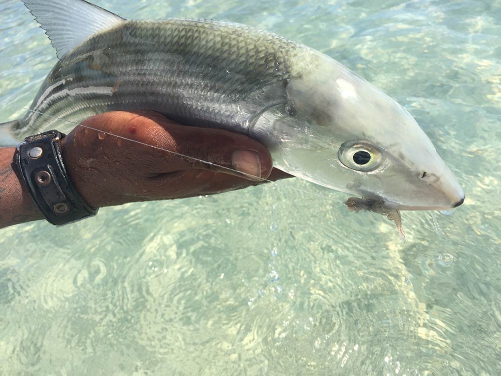 abaco bonefish caught with coyote ugly fly