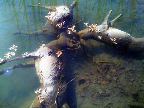 <a href="/photos/gallery/hunting/deer-hunting/2010/12/triple-tragedy-three-bucks-drown-antlers-locked?photo=0#node-1001378178/"><strong>#4.<br />
Three Ohio Bucks Found Drowned With Antlers Locked</strong></a> <strong>WARNING:</strong> <em>The photos in this gallery are graphic in nature and may disturb some readers, but we felt they were necessary to tell the story of this rare natural occurance. - The Eds</em> To a hunter, it's a stomach-tightening, bizarre sight. At the same time, it's a stark example of the potential ferocity and brutality of the whitetail rut. These three Ohio bucks somehow locked antlers while battling near a small creek. When one deer slid into a shallow pool, it sealed the fate for all three, who drowned together, antlers still locked. Steve Hill talked to the men who found and recovered the deer and their combined 400-inches of antler to bring you the story of this sad, almost poetic scene. <a href="/photos/gallery/hunting/deer-hunting/2010/12/triple-tragedy-three-bucks-drown-antlers-locked?photo=0#node-1001378178/">Read the story and see the photos here. </a>
