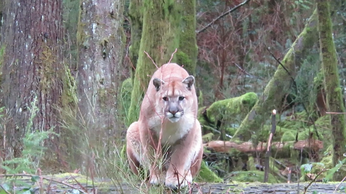cougar stalking man on vancouver island, canada