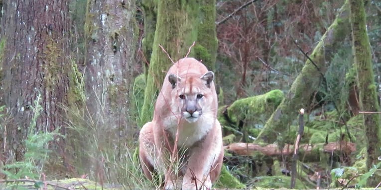 Video: Cougar Stalks Man on Vancouver Island