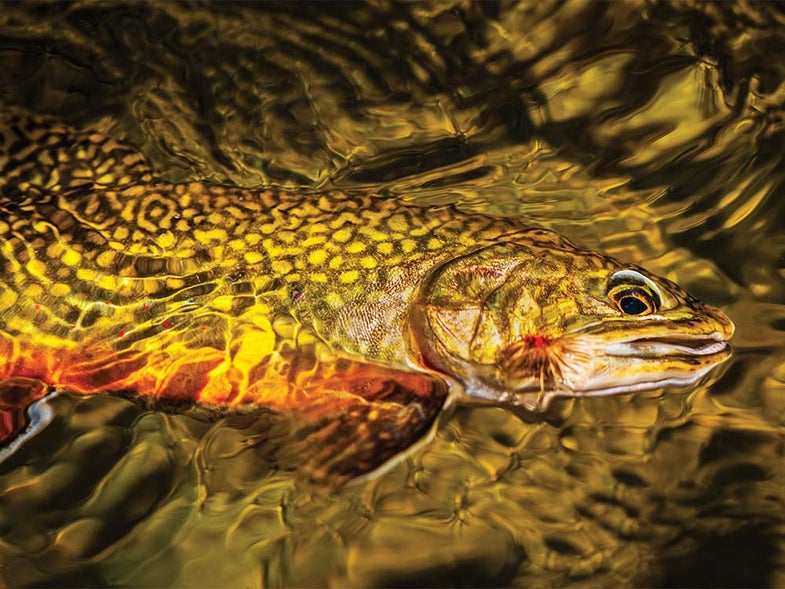 Wild Courses: Flyfishing for Wild Michigan Brook Trout