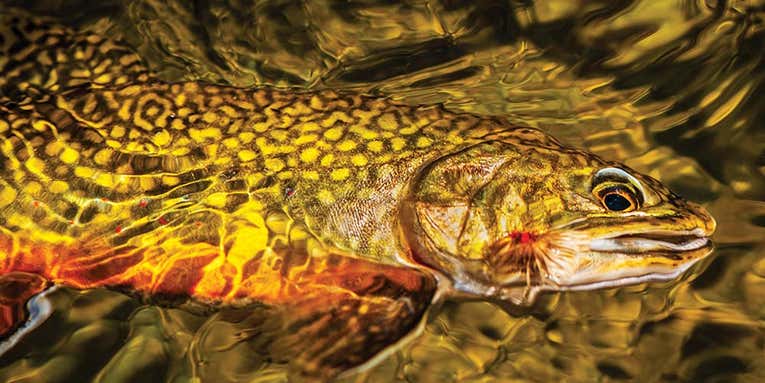 Wild Courses: Flyfishing for Wild Michigan Brook Trout