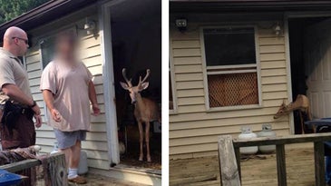 West Virginia Man Kept Two Deer Captive in His House for a Year
